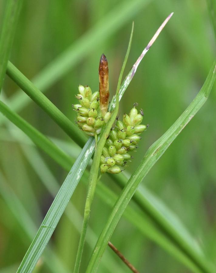 Bleg Star (Carex pallescens)