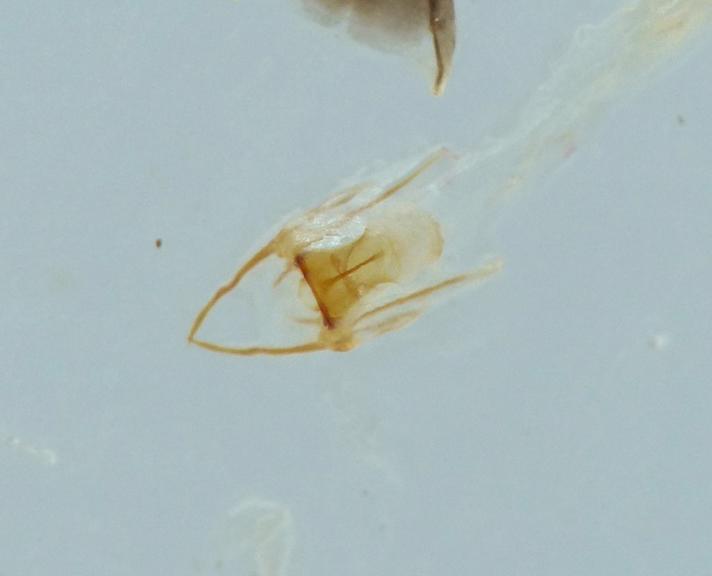 Cyphon phragmiteticola (Cyphon laevipennis)