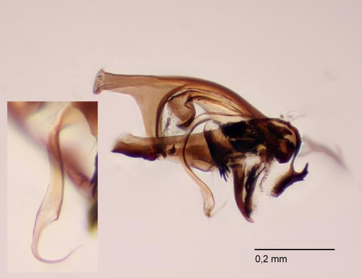 Anthomyza gracilis (Anthomyza gracilis)