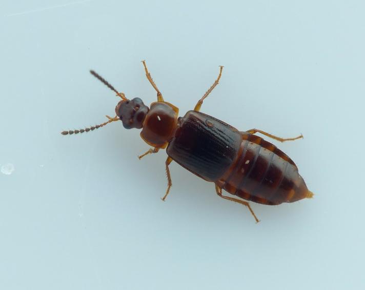 Phyllodrepoidea crenata (Phyllodrepoidea crenata)