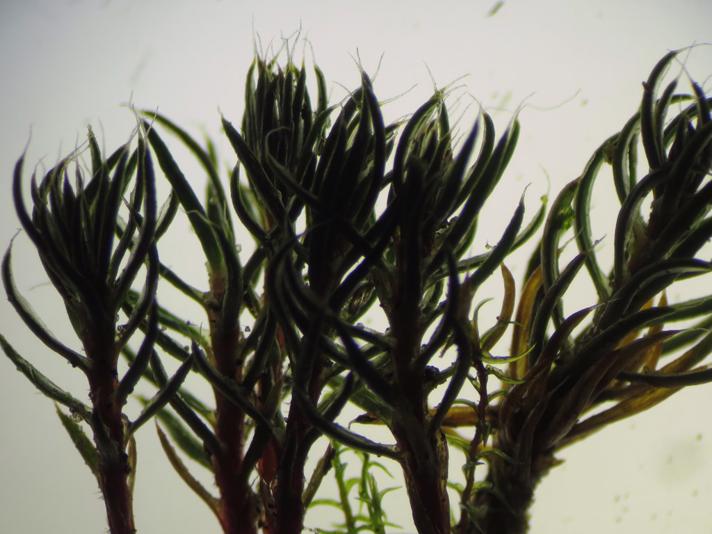 Hårspidset Jomfruhår (Polytrichum piliferum)