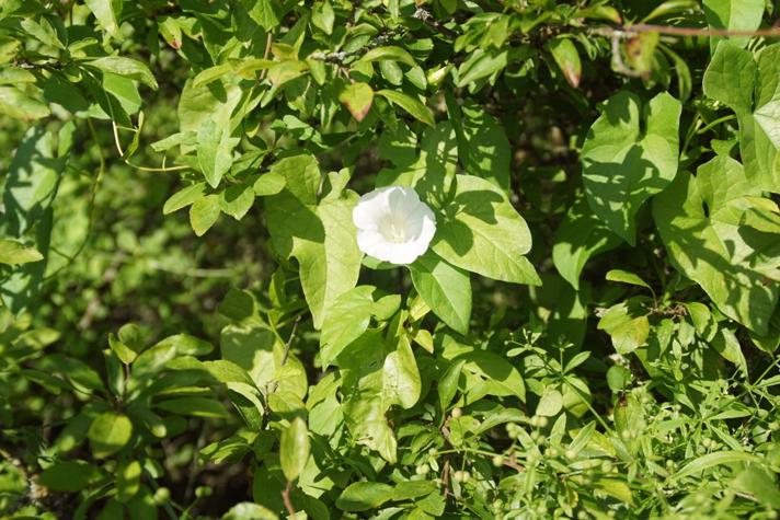 Gærde-Snerle (Calystegia sepium)