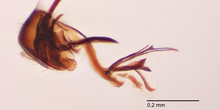 Chromatomyia nigra (Chromatomyia nigra)