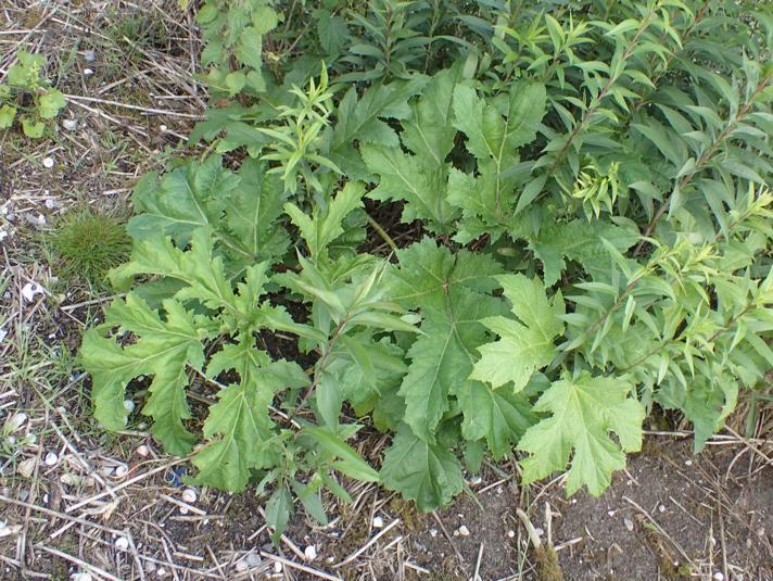 Kæmpe-Bjørneklo (Heracleum mantegazzianum)