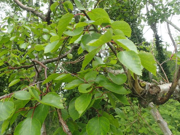 Hvidbarket Himalaya-Birk (Betula jacquemontii)