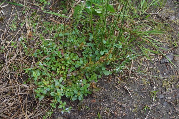 Glat Ærenpris (Veronica serpyllifolia)