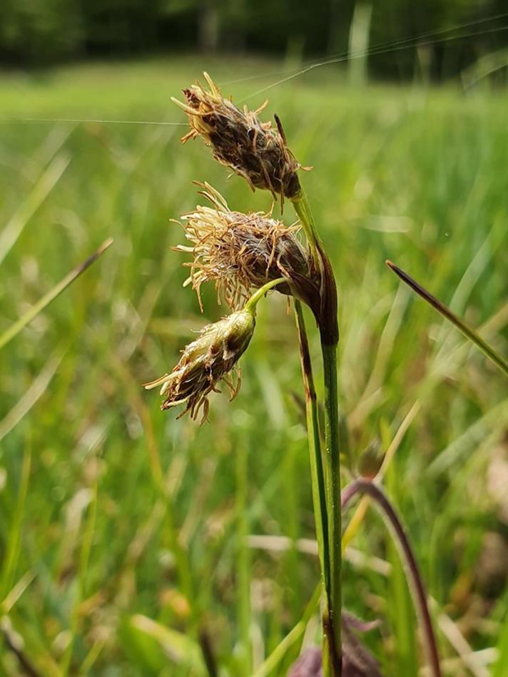 Smalbladet Kæruld (Eriophorum angustifolium)