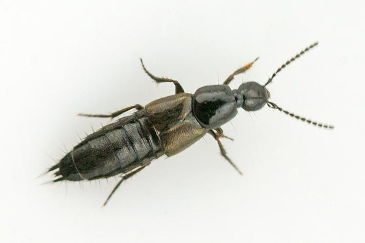 Philonthus sp. (Philonthus sp.)