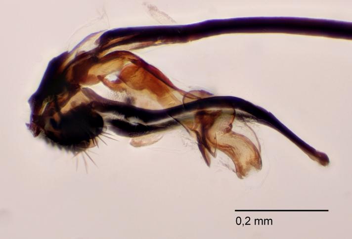 Agromyza alunulata