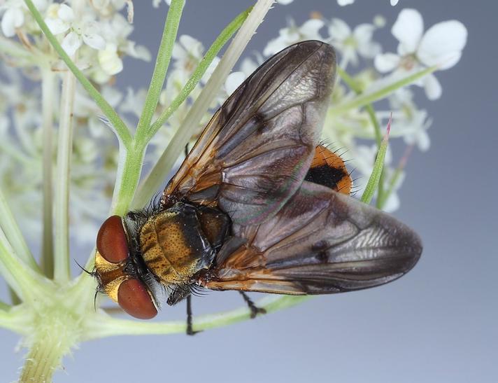 Ectophasia crassipennis 