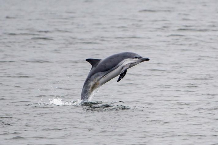 Almindelig Delfin (Delphinus delphis)