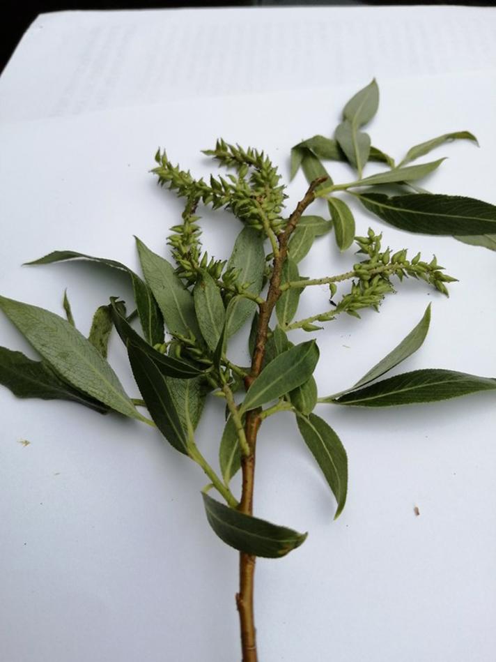 Grøn Pil (Salix alba x fragilis)