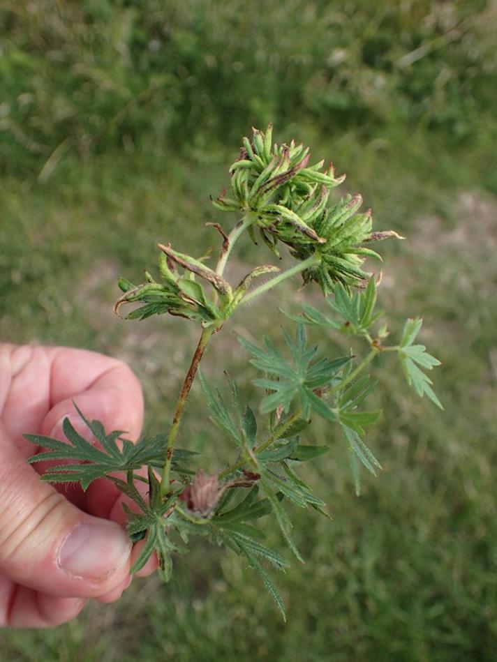 Aceria geranii (Aceria geranii)