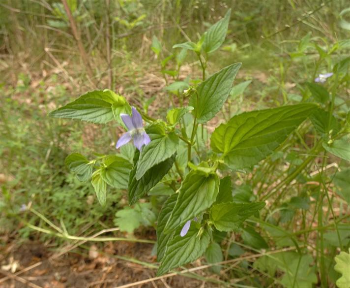Rank Viol (Viola persicifolia)