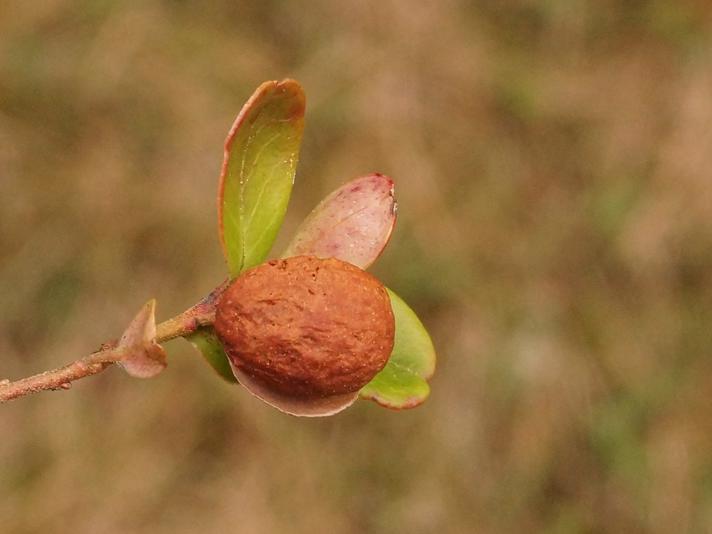 Tyttebærblad-Bøllesyge (Exobasidium vaccinii)