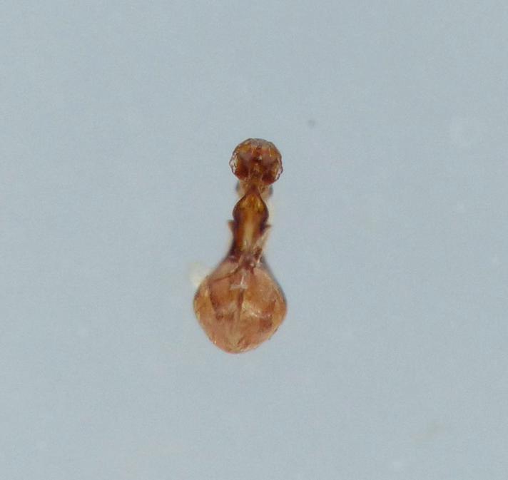 Oxypoda lentula