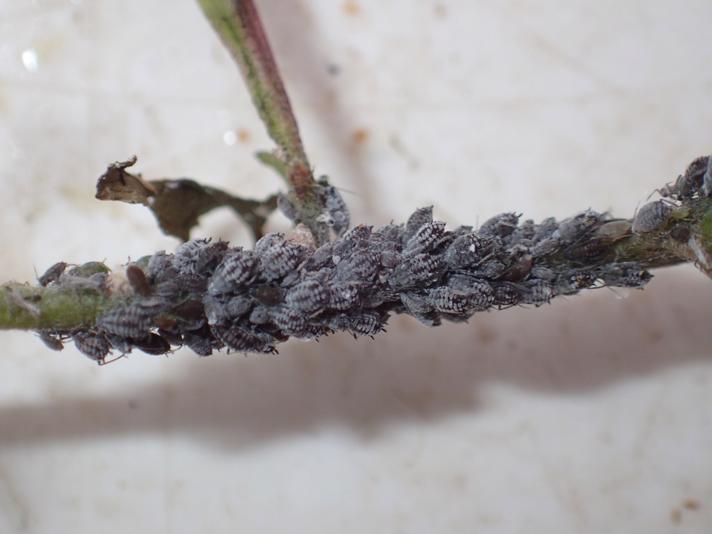 Melet Dueurtbladlus (Aphis epilobiaria)