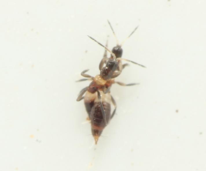 Aeolothrips sp. (Aeolothrips sp.)