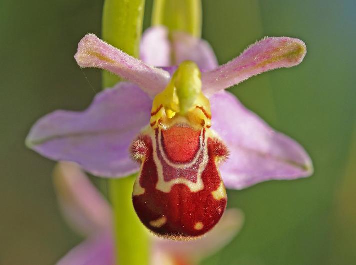 Biblomst (Ophrys apifera)