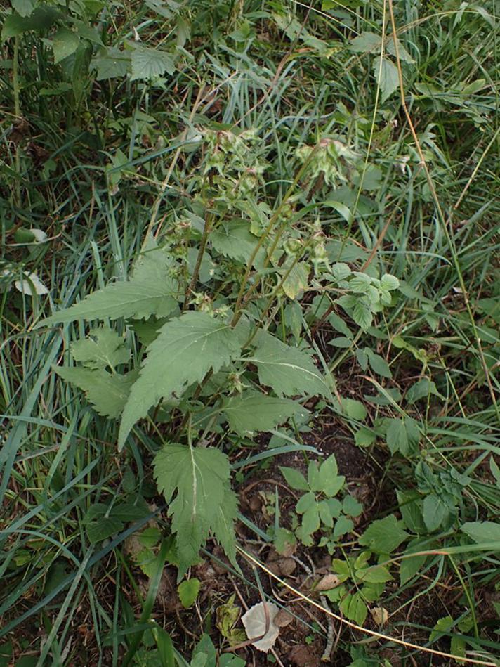 Nælde-Klokke (Campanula trachelium)