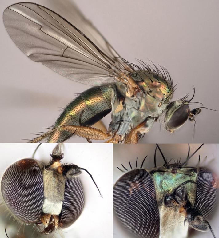 Dolichopus griseipennis