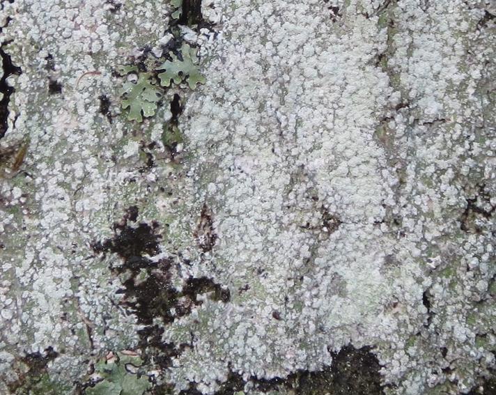 Bitter Prikvortelav (Pertusaria amara)