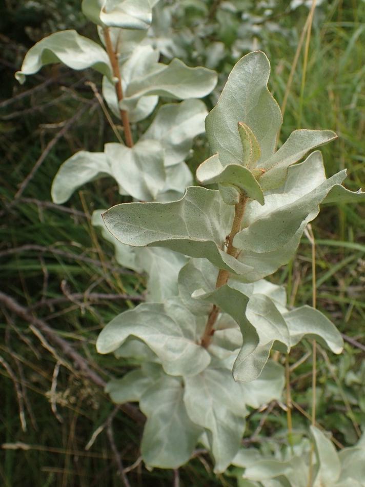 Almindelig Sølvblad (Elaeagnus commutata)