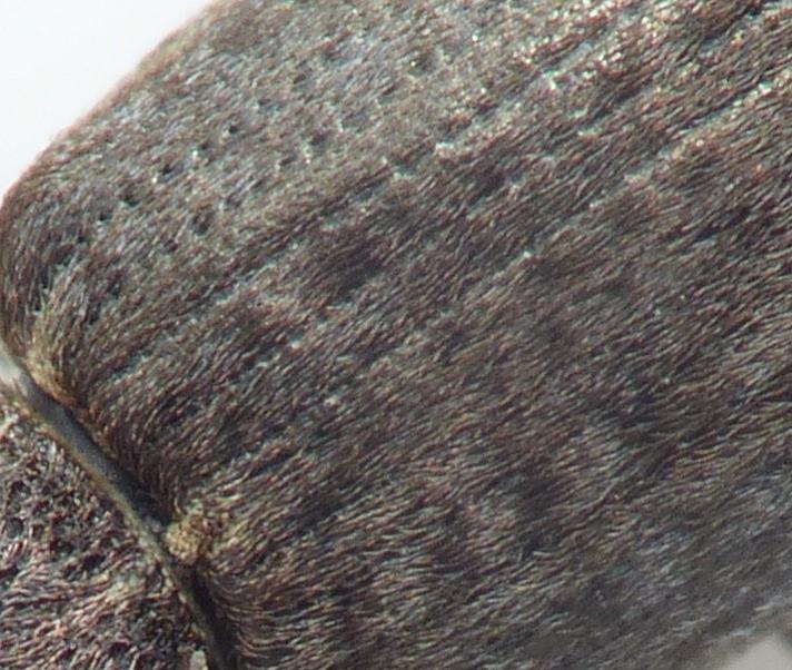 Coelositona cinerascens (Coelositona cinerascens)
