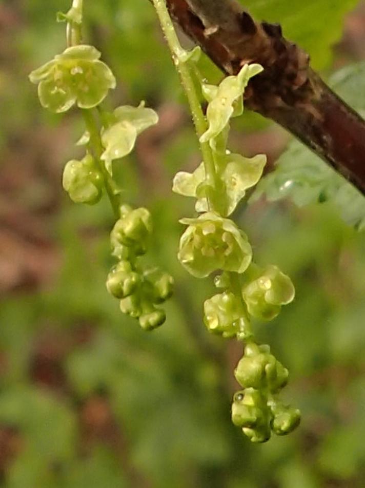 Slots-Ribs (Ribes x houghtonianum)