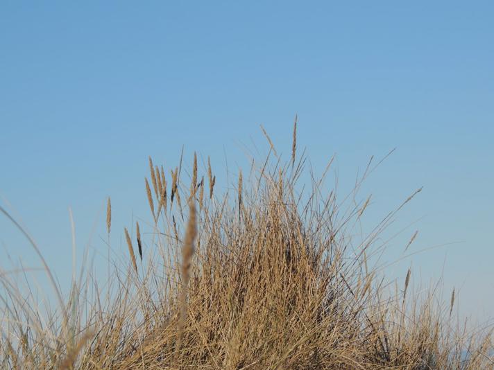 Sand-Hjælme (Ammophila arenaria)