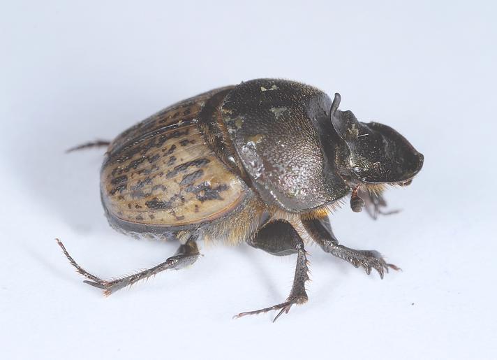 Stor Møggraver (Onthophagus vacca)