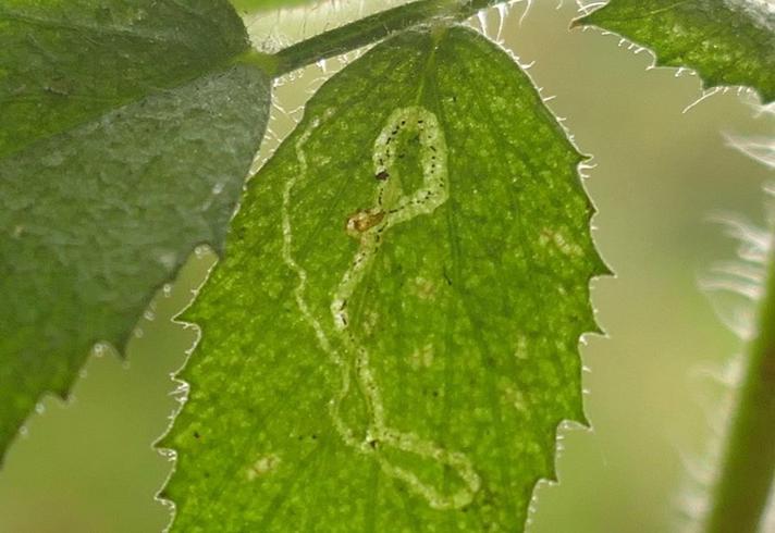 Liriomyza cicerina (Liriomyza cicerina)