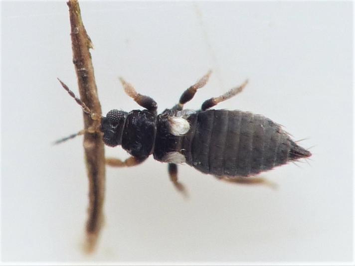 Sericothrips staphylinus (Sericothrips staphylinus)