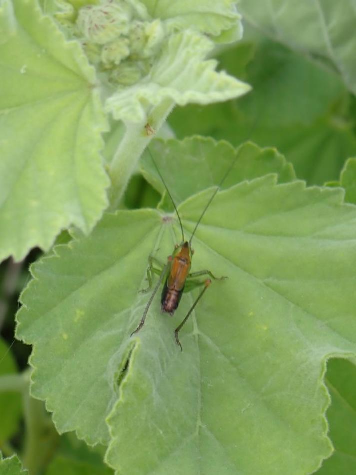 Sivgræshoppe (Conocephalus dorsalis)