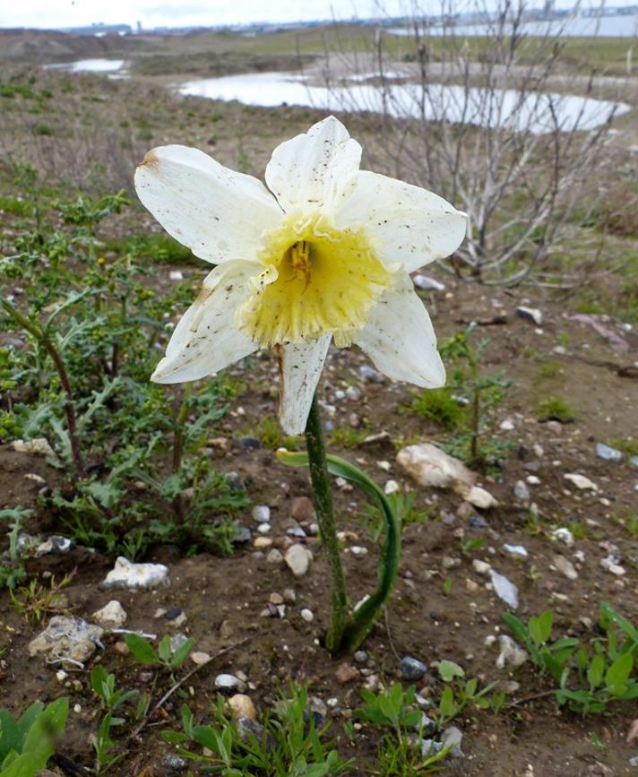Narcissus boutignyanus