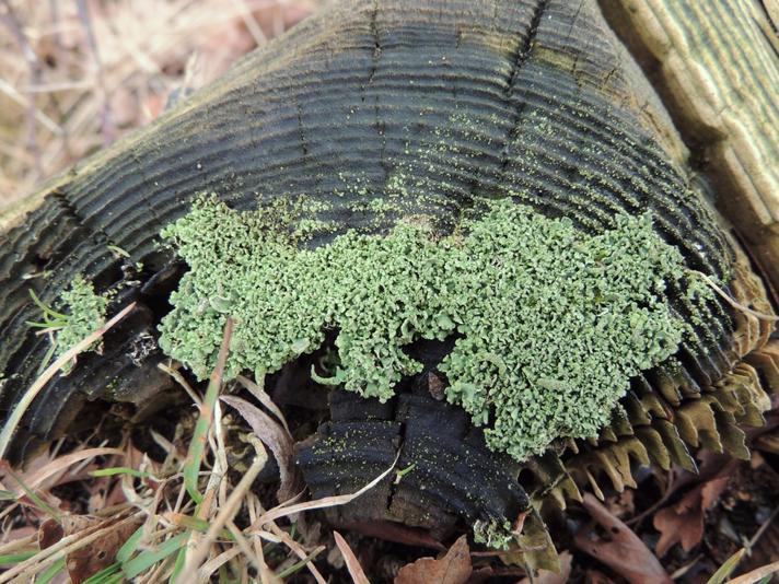 Indsvunden Bægerlav (Cladonia macilenta)