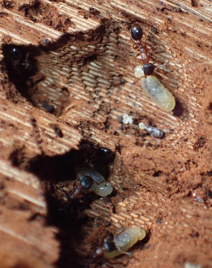 Barkmyre (Leptothorax acervorum)