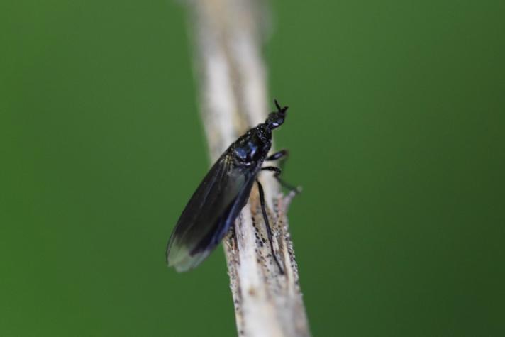 Græshårmyg (Dilophus febrilis)