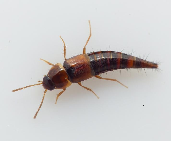 Tachyporus nitidulus (Tachyporus nitidulus)
