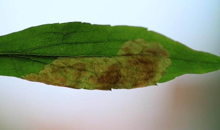 Nemorimyza posticata