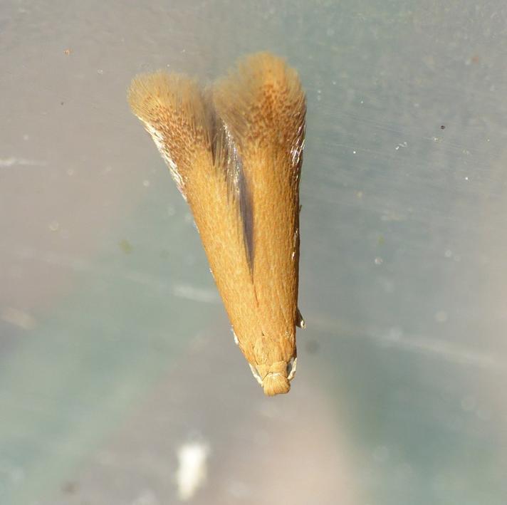 Egepandeduskmøl (Tischeria ekebladella)