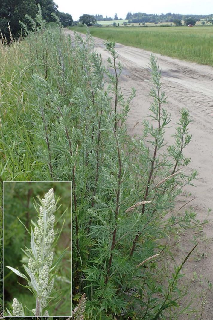 Grå-Bynke (Artemisia vulgaris)