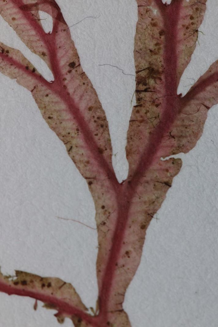 Vinget Ribbeblad (Membranoptera alata)