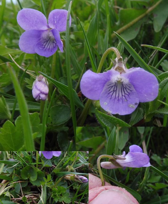 Overdrevs-Viol (Viola riviniana ssp. minor)