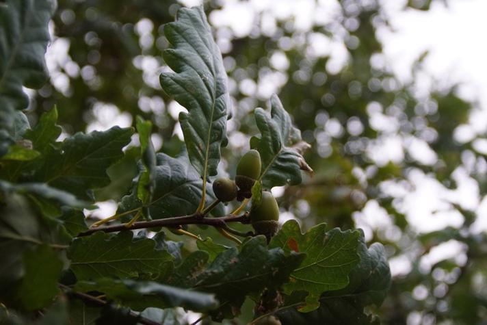 Quercus petraea x robur
