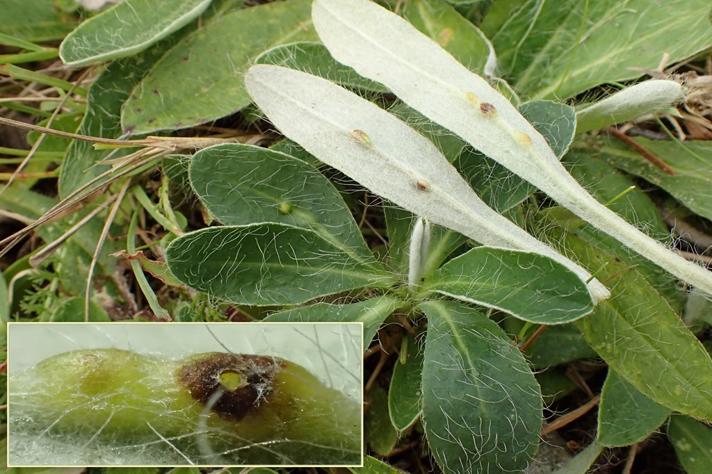 Aulacidea pilosellae (Aulacidea pilosellae)