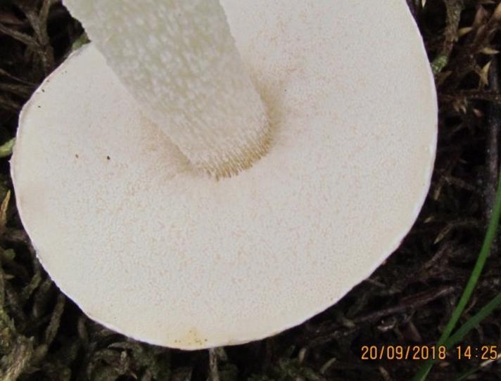 Hvid Skælrørhat (Leccunum holopus)