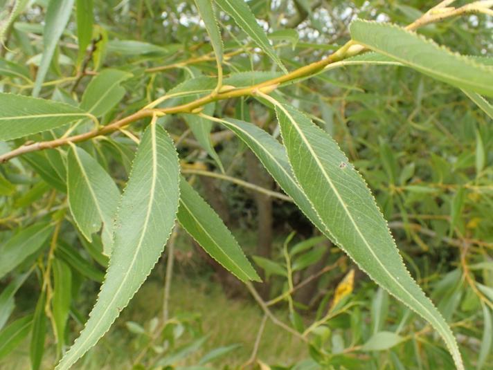 Rævehale-Pil (Salix fragilis x triandra)