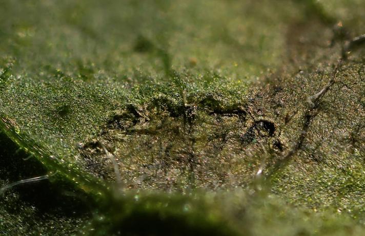 Agromyza ferruginosa