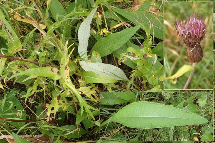 Forskelligbladet Tidsel (Cirsium heterophyllum )